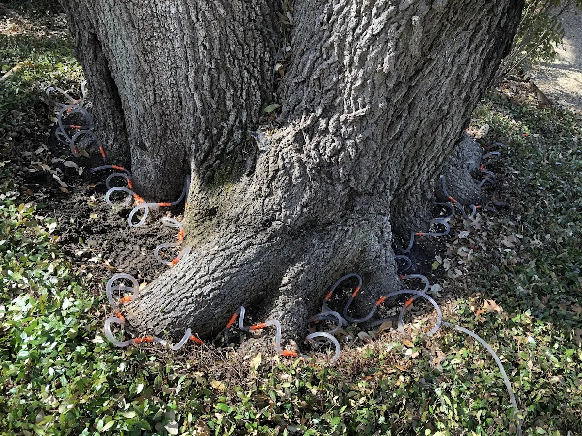 Detailed Shrub and Hedge Trimming job site in Apache
