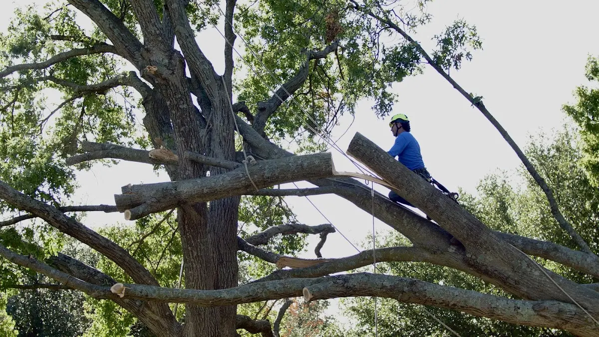 Professional Crown Thinning performed by certified arborists in Apache