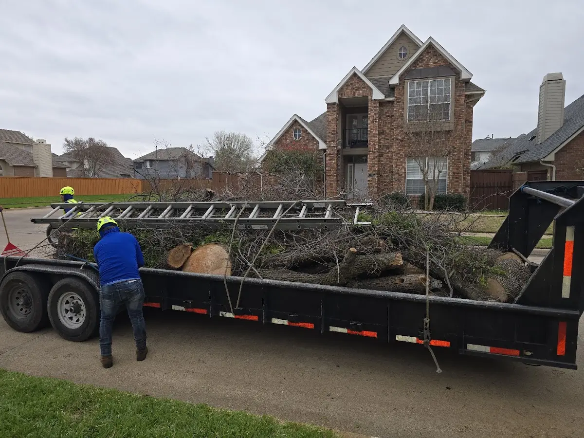 Expert Tree Removal with proper safety equipment in Apache